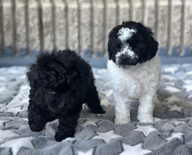 Toy Poodle Puppies media 13