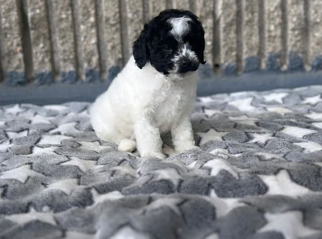 Toy Poodle Puppies media 14