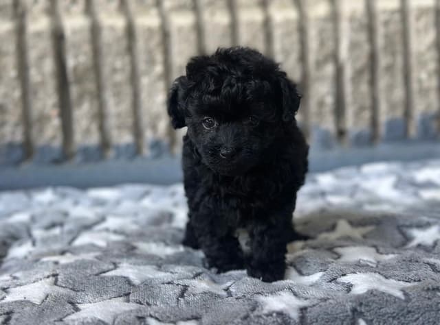 Toy Poodle Puppies media 15