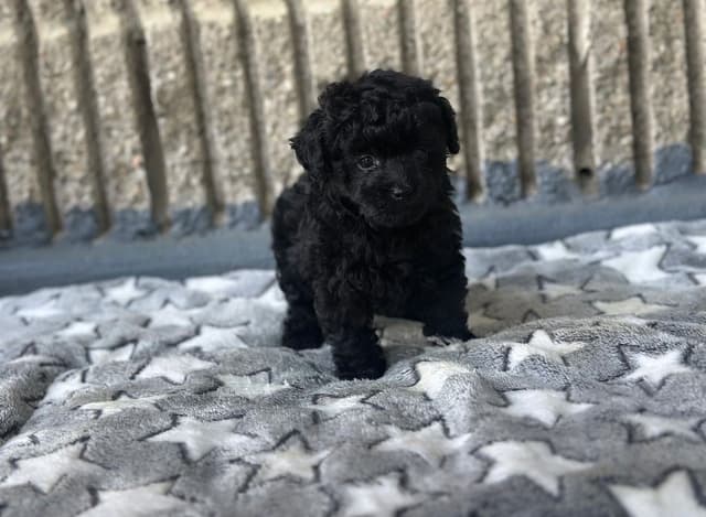 Toy Poodle Puppies media 16