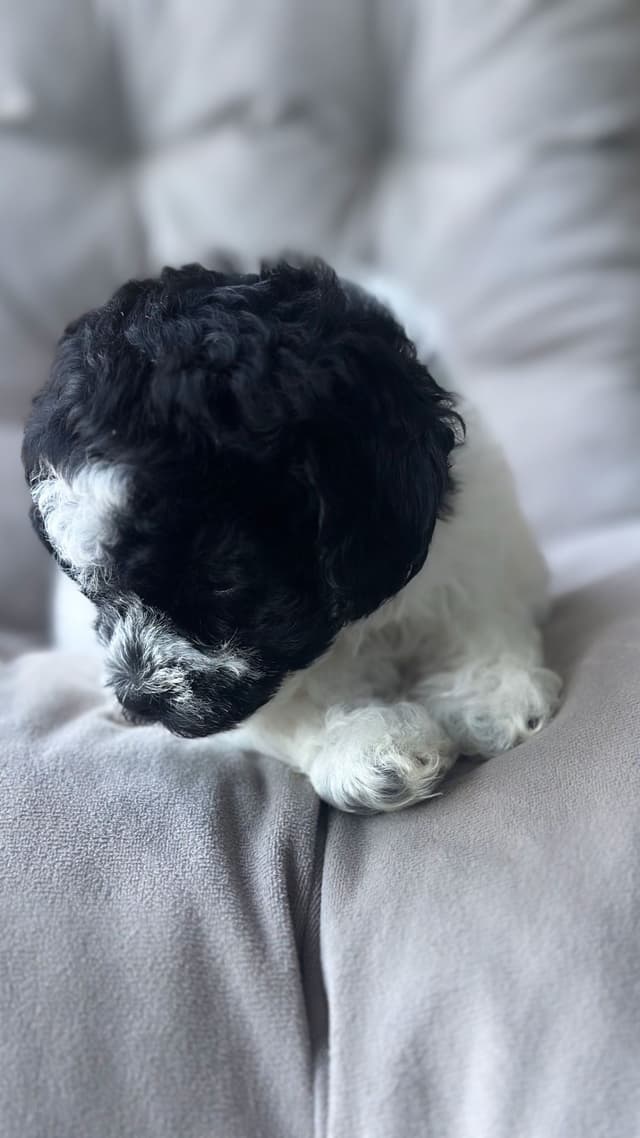 Toy Poodle Puppies media 17