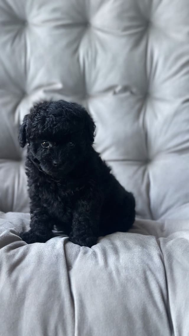 Toy Poodle Puppies media 18