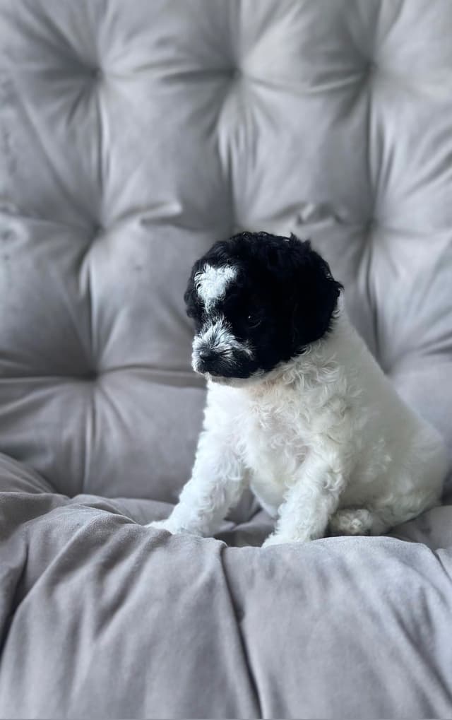 Toy Poodle Puppies media 19