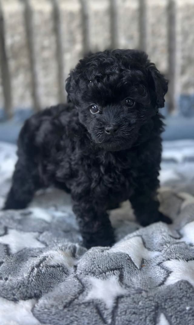 Toy Poodle Puppies media 20