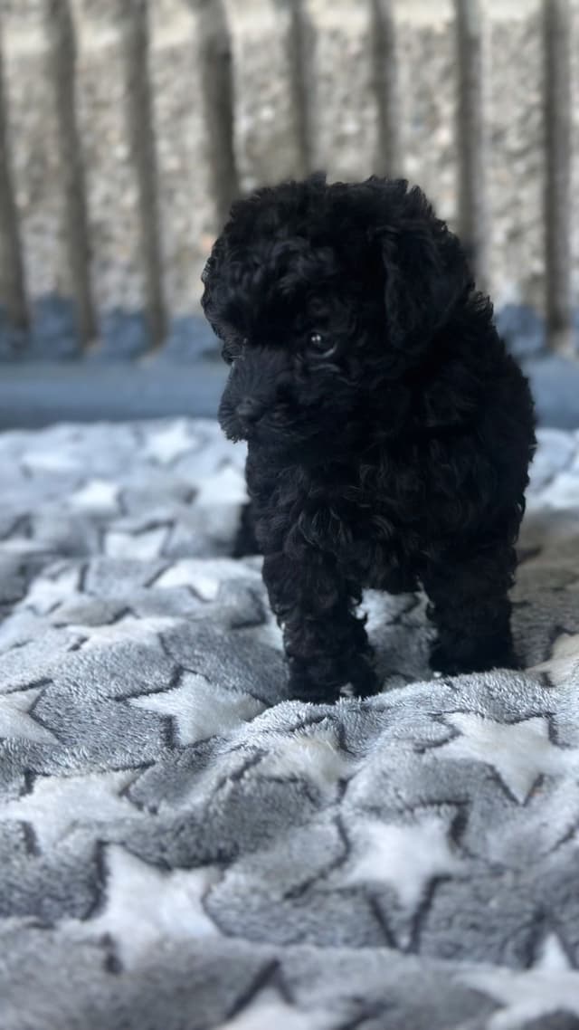 Toy Poodle Puppies media 21