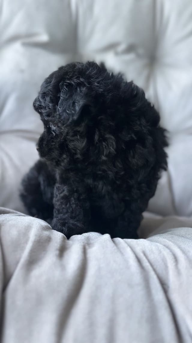 Toy Poodle Puppies media 22