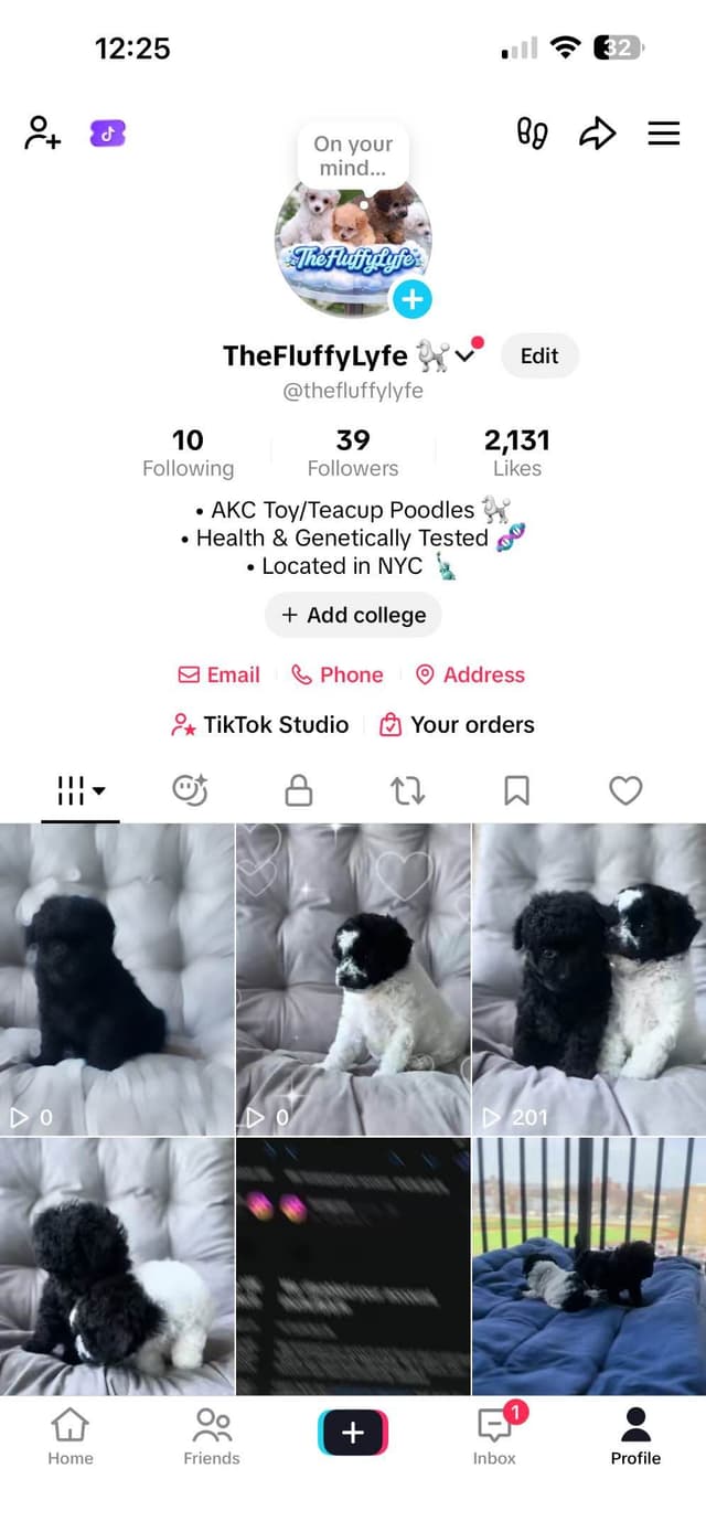 Toy Poodle Puppies media 23