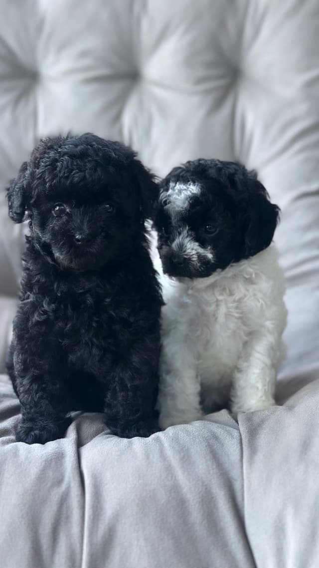 Toy Poodle Puppies media 24
