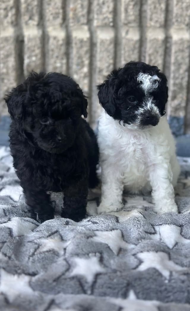 Toy Poodle Puppies media 25
