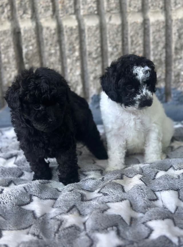 Toy Poodle Puppies media 26