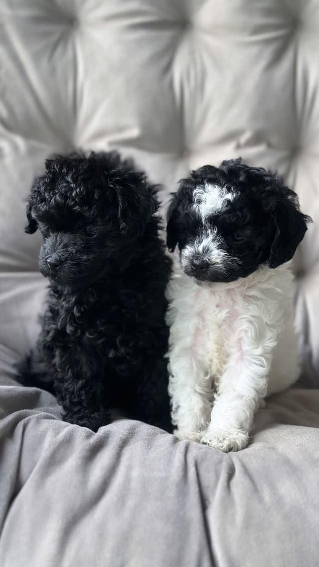 Toy Poodle Puppies media 28