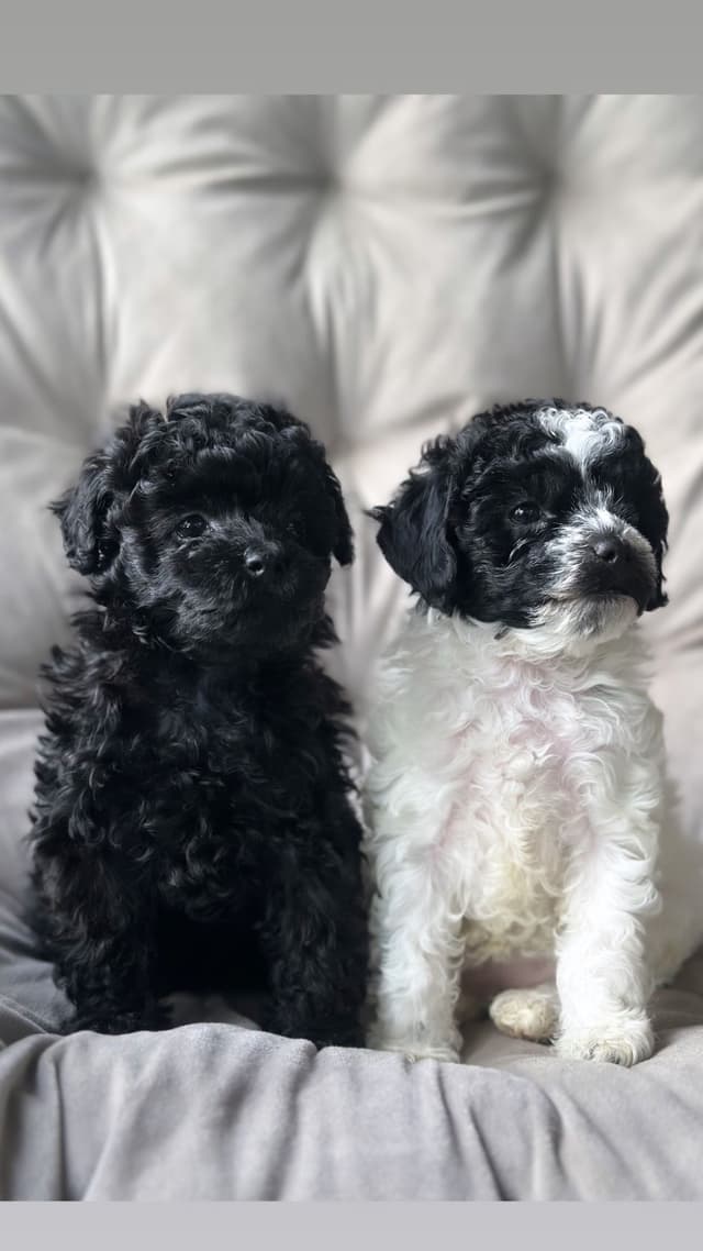 Toy Poodle Puppies media 29