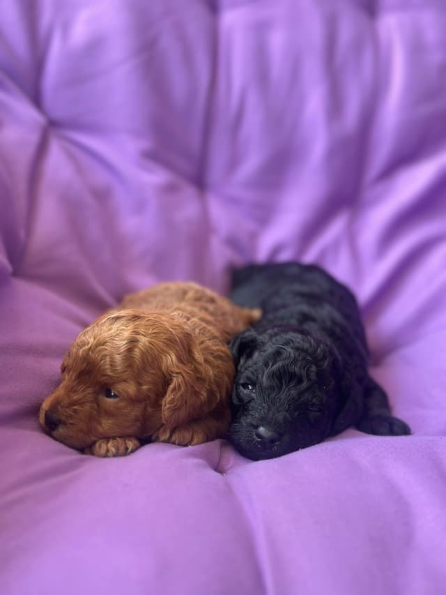 AKC Toy Poodle Puppies media 14