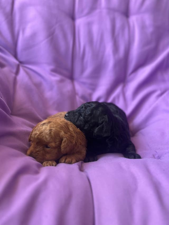 AKC Toy Poodle Puppies media 15