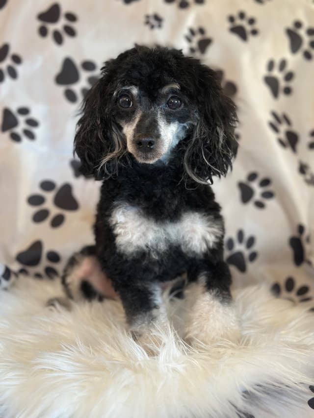 AKC Toy Poodle Puppies media 16