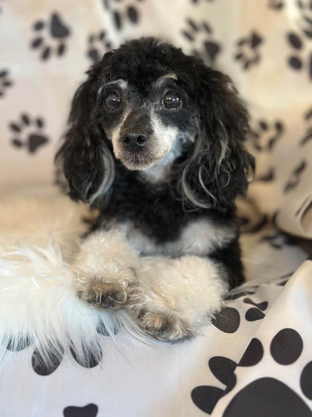 AKC Toy Poodle Puppies media 17