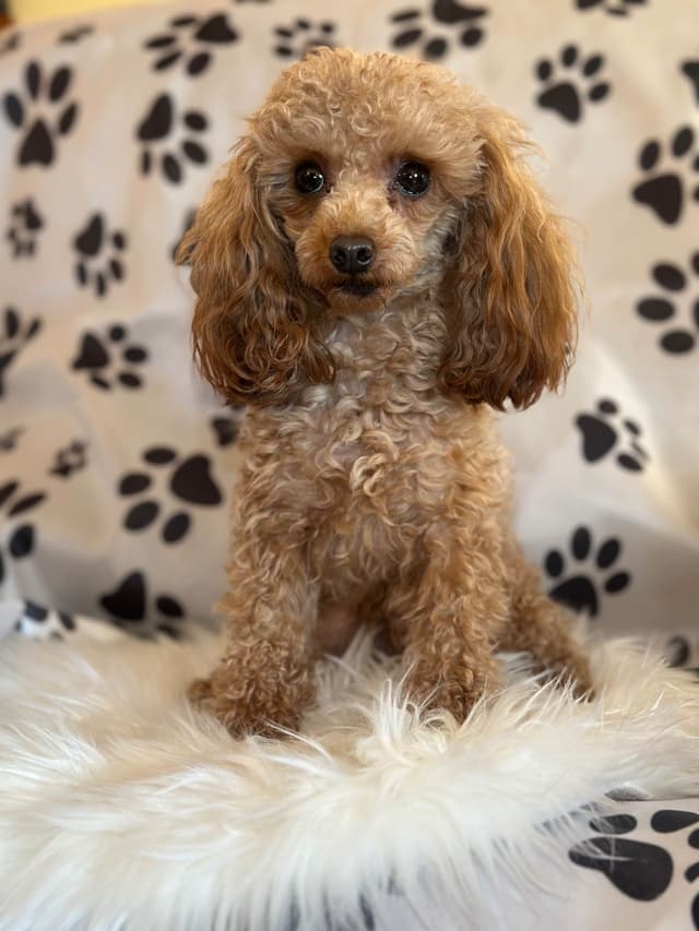 AKC Toy Poodle Puppies media 19