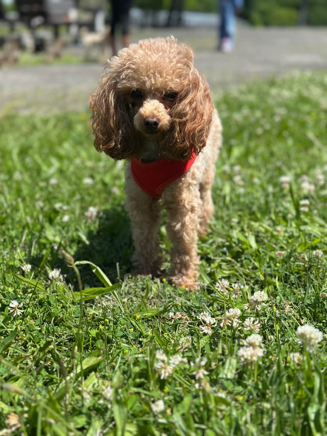 AKC Toy Poodle Puppies media 18