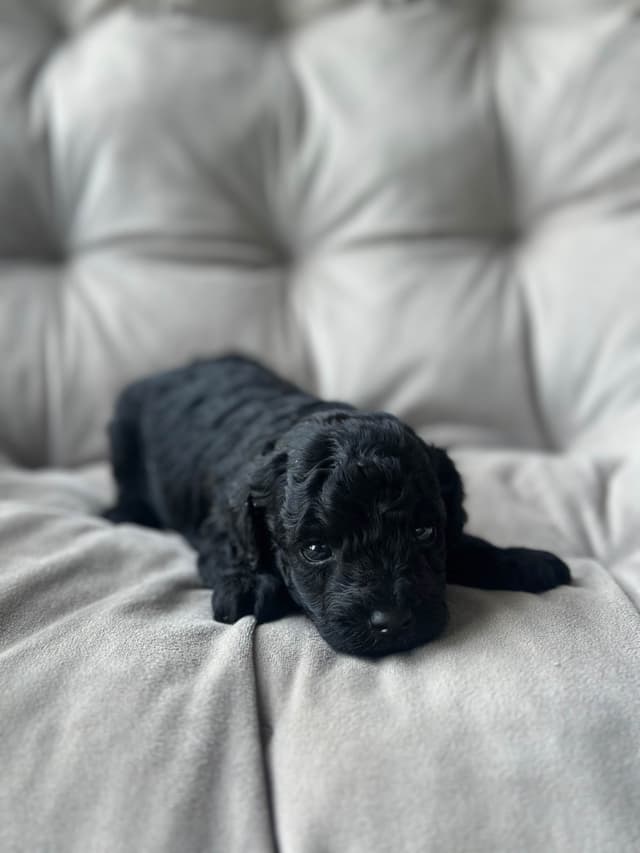 AKC Toy Poodle Puppies media 11