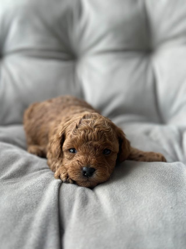 AKC Toy Poodle Puppies media 10