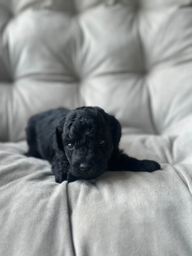 AKC Toy Poodle Puppies media 12