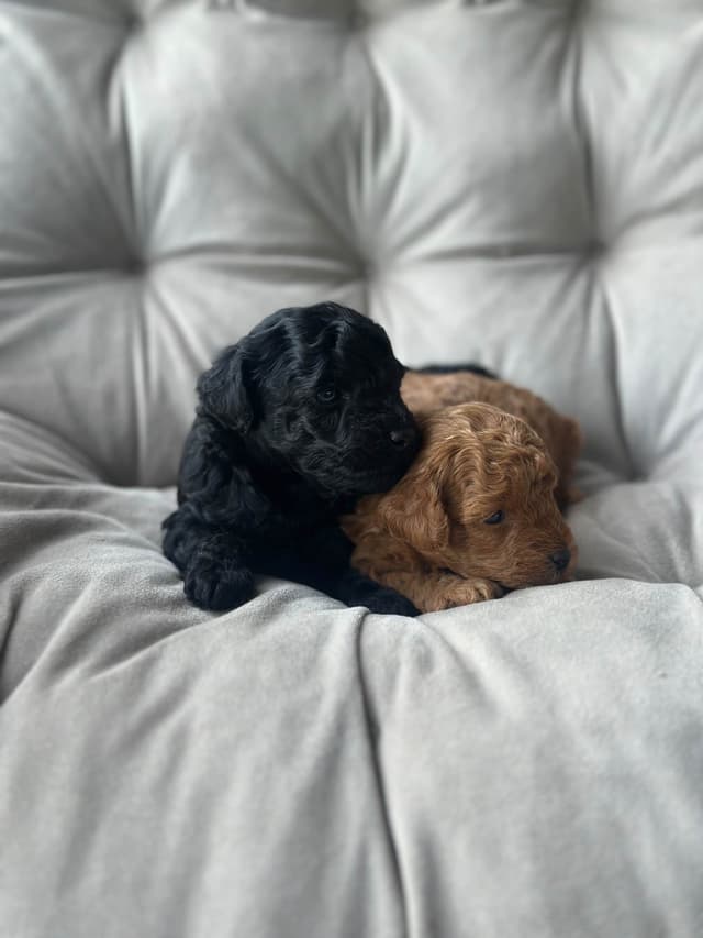 AKC Toy Poodle Puppies media 13