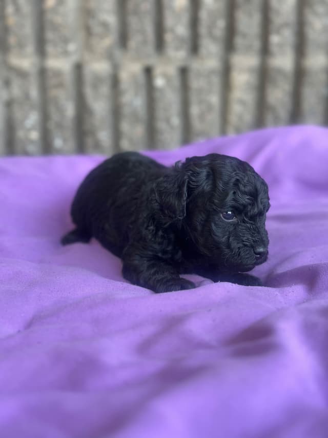 AKC Toy Poodle Puppies media 20