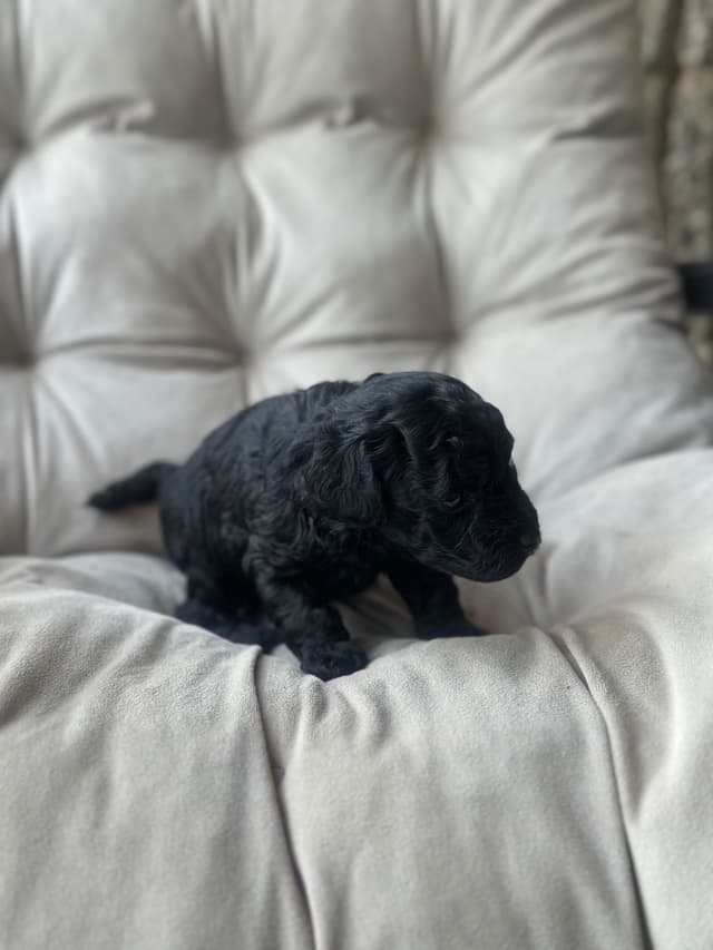AKC Toy Poodle Puppies media 21