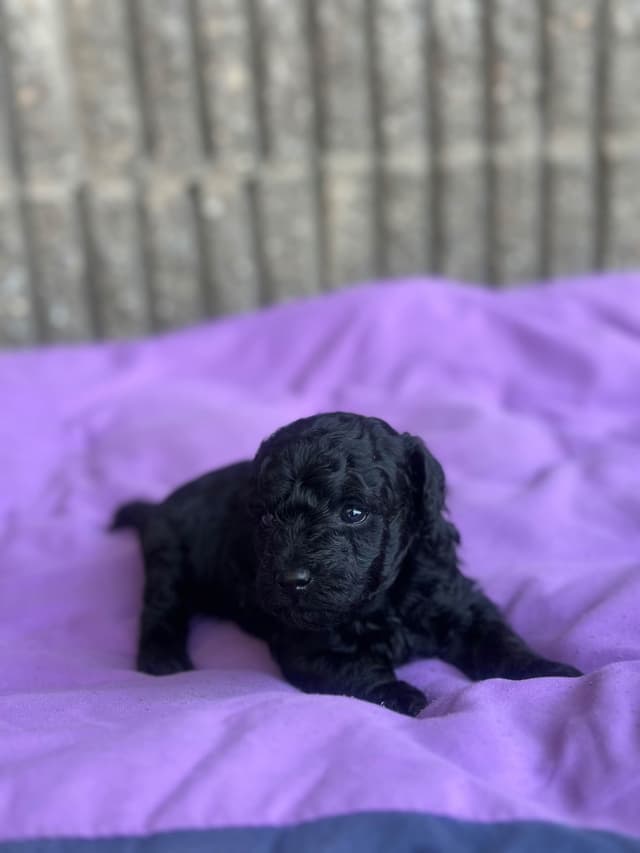 AKC Toy Poodle Puppies media 9