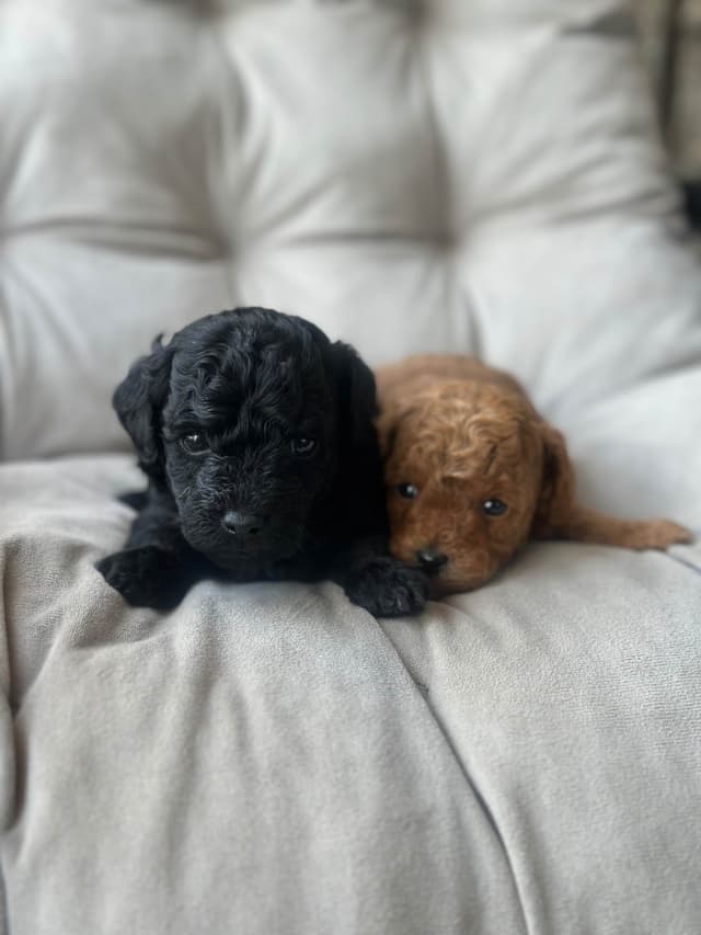 AKC Toy Poodle Puppies media 8