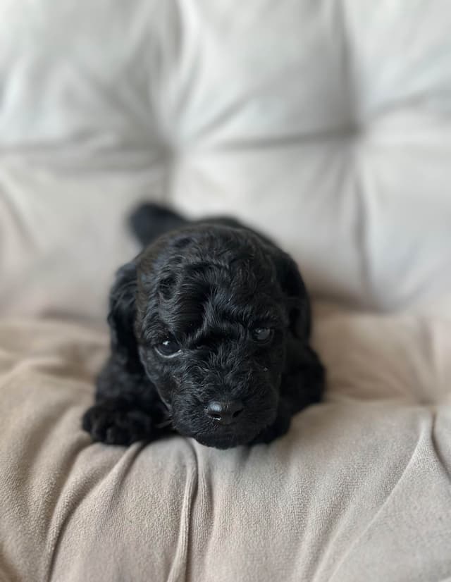 AKC Toy Poodle Puppies media 6