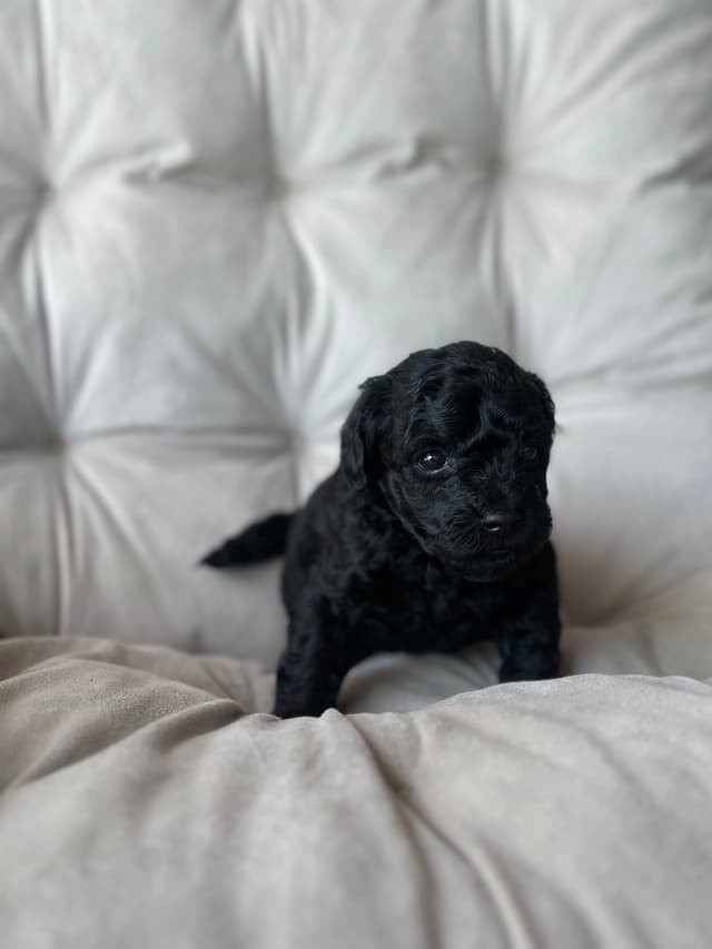 AKC Toy Poodle Puppies media 7