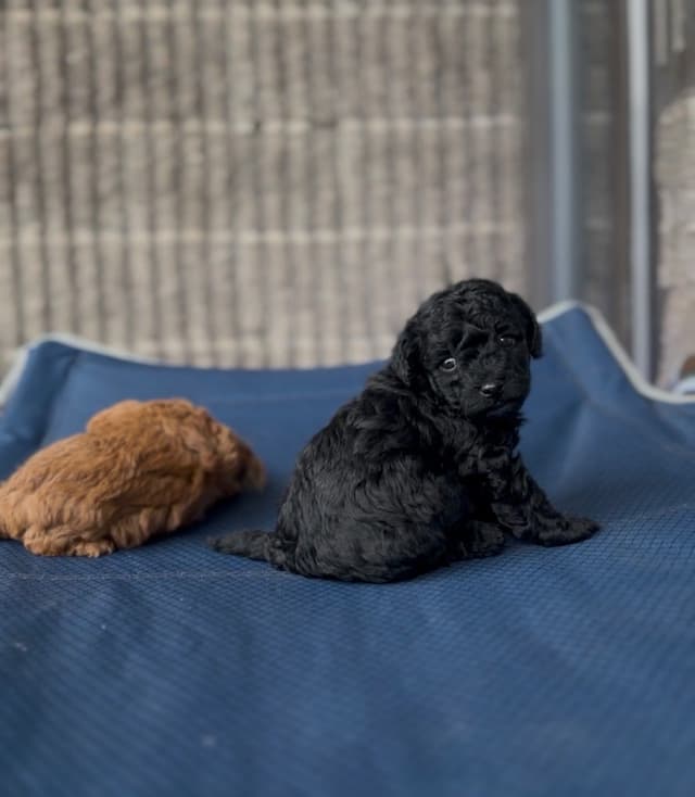 AKC Toy Poodle Puppies media 4