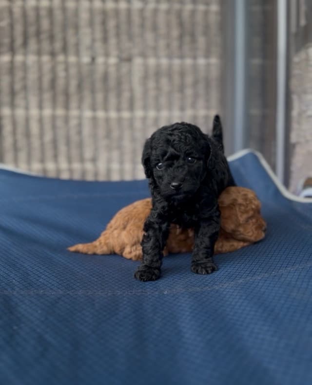 AKC Toy Poodle Puppies media 5