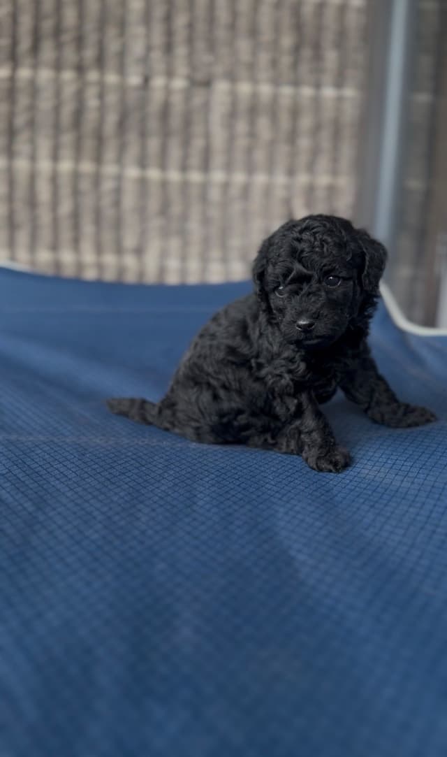 AKC Toy Poodle Puppies media 3