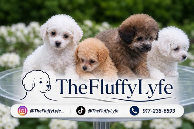 AKC Toy Poodle Puppies media 2