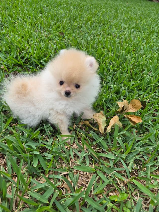 "Adorable Pomeranian Puppies" media 2