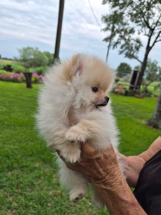 "Adorable Pomeranian Puppies" media 3