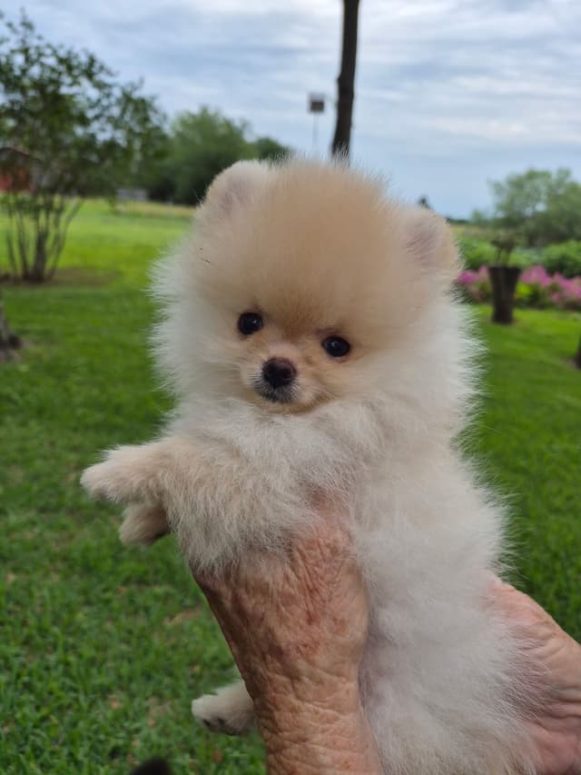 "Adorable Pomeranian Puppies" media 4