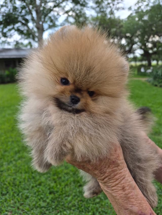 "Adorable Pomeranian Puppies" media 5