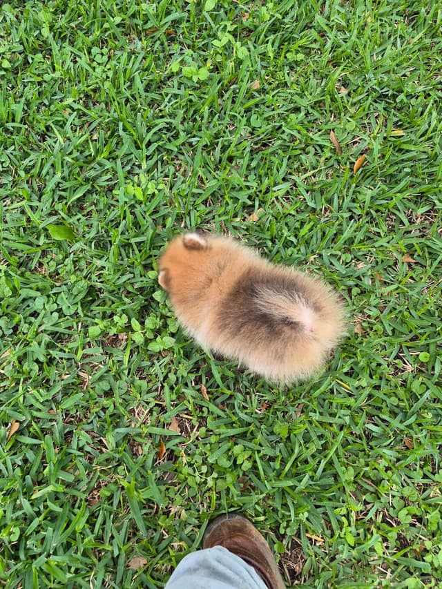 "Adorable Pomeranian Puppies" media 6