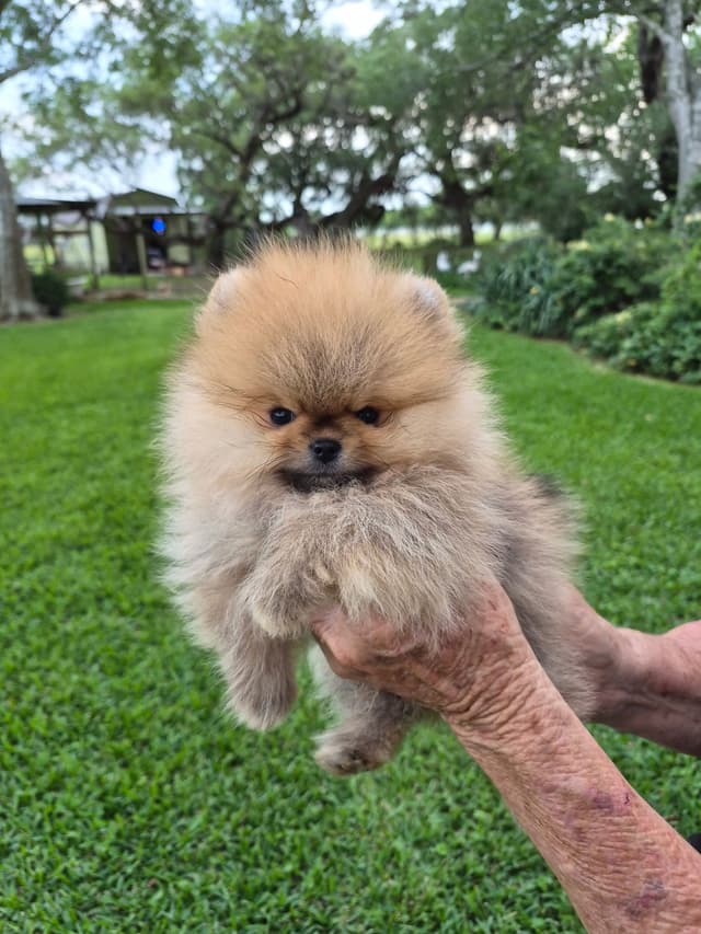 "Adorable Pomeranian Puppies" media 7
