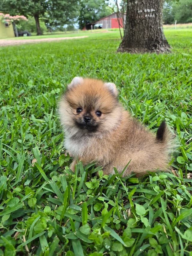 "Adorable Pomeranian Puppies" media 8