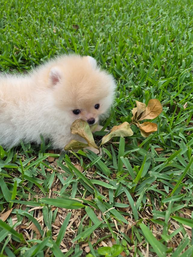 "Adorable Pomeranian Puppies" media 9