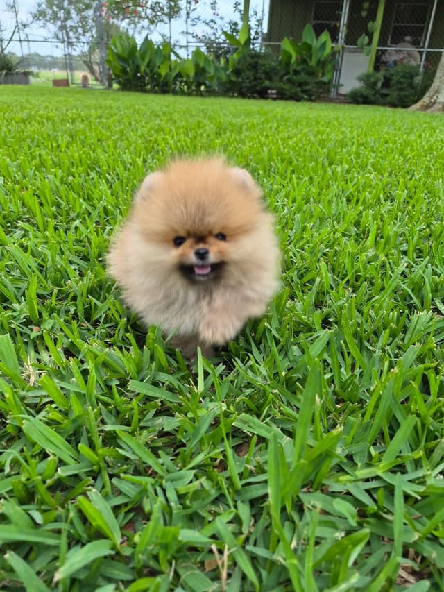 "Adorable Pomeranian Puppies" media 10