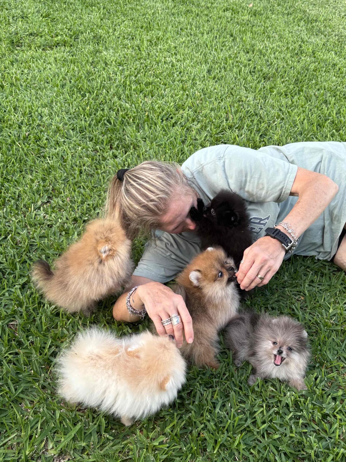 "Adorable Pomeranian Puppies" breeder image 1