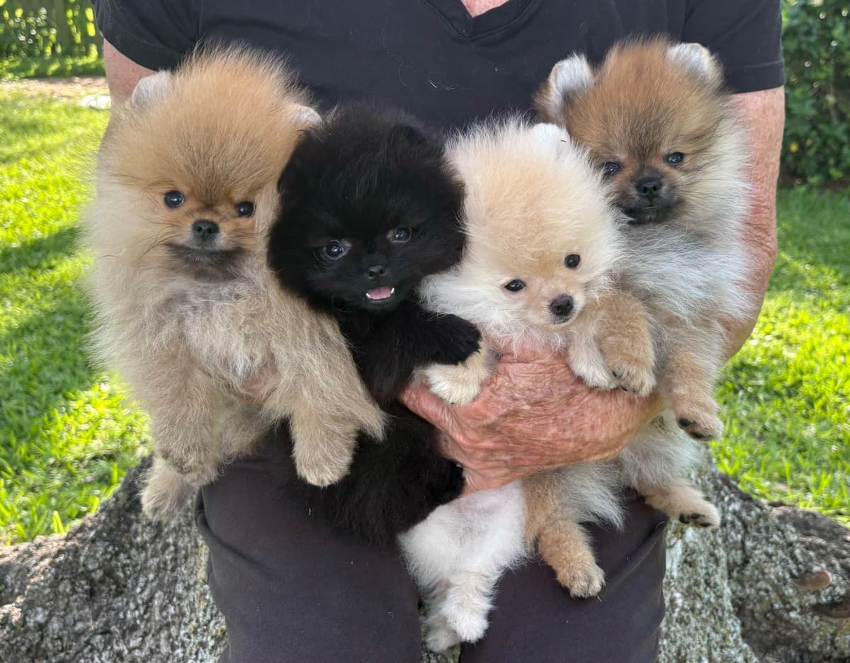 "Adorable Pomeranian Puppies" breeder image 3