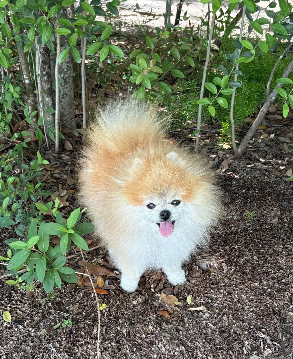 "Adorable Pomeranian Puppies" breeder image 15