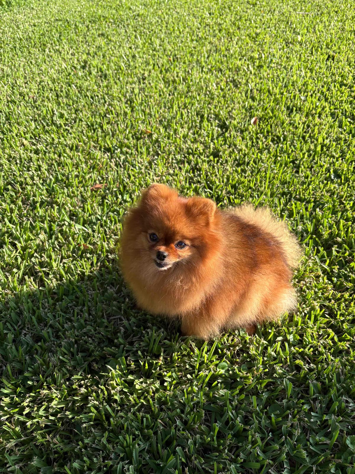 "Adorable Pomeranian Puppies" breeder image 16