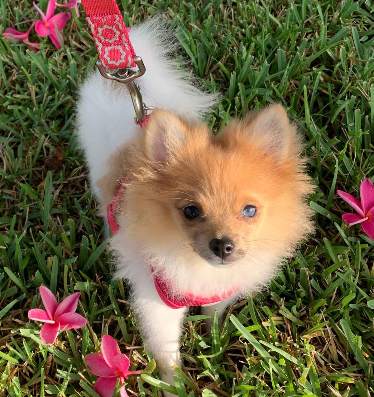 Pomeranian Puppies CH Bloodlines breeder image 3